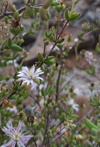 Image of Drosanthemum karrooense by (c) Noeleen du Toit, some rights reserved (CC BY-SA)