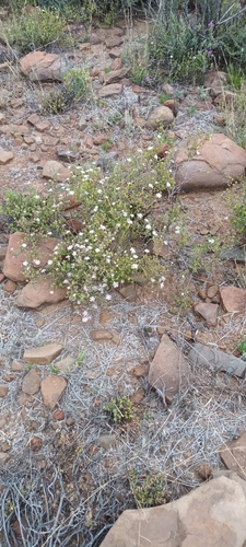 Image of Drosanthemum karrooense by (c) Noeleen du Toit, some rights reserved (CC BY-SA)