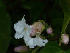 Strobilanthes callosa