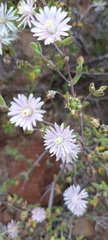 Drosanthemum karrooense