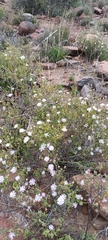 Drosanthemum karrooense