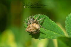 Gibbaranea bituberculata