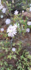 Drosanthemum karrooense
