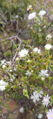 Drosanthemum karrooense