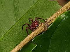 Verrucosa
