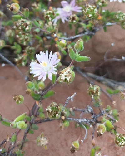 Image of Drosanthemum karrooense by (c) Noeleen du Toit, some rights reserved (CC BY-SA)