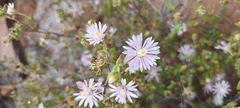 Drosanthemum karrooense
