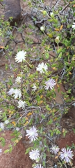 Drosanthemum karrooense
