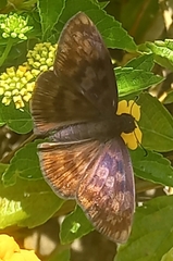 Anastrus sempiternus