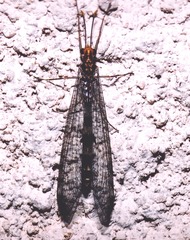 Megistopus flavicornis