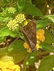 Anastrus sempiternus