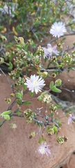 Drosanthemum karrooense