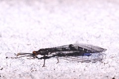 Megistopus flavicornis