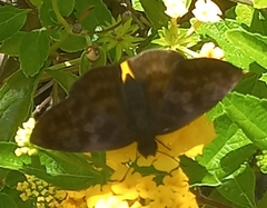 Anastrus sempiternus