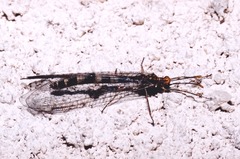 Megistopus flavicornis
