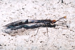 Megistopus flavicornis
