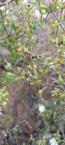 Image of Drosanthemum karrooense by (c) Noeleen du Toit, some rights reserved (CC BY-SA)