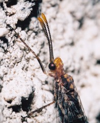 Megistopus flavicornis