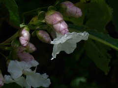 Strobilanthes callosa