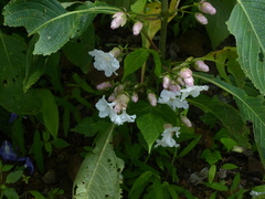 Strobilanthes callosa