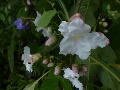 Strobilanthes callosa