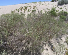Eriogonum nummulare