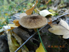 Pluteus umbrosus