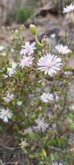 Drosanthemum karrooense