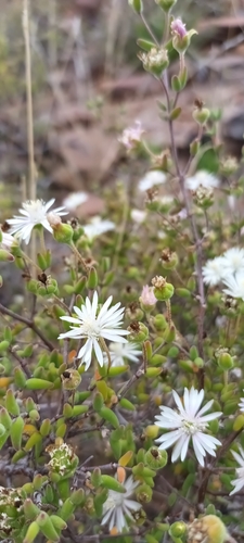 Image of Drosanthemum karrooense by (c) Noeleen du Toit, some rights reserved (CC BY-SA)