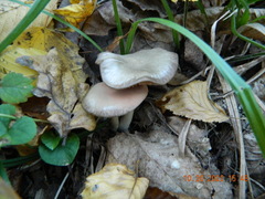 Entoloma