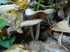 Entoloma