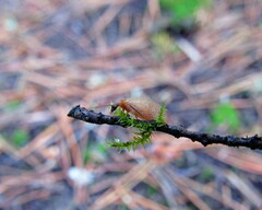 Hemerobius nitidulus