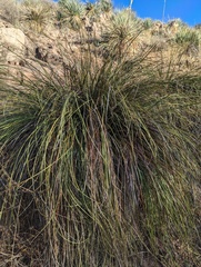 Muhlenbergia rigens