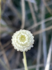 Syngonanthus flavidulus