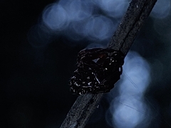 Verrucosa