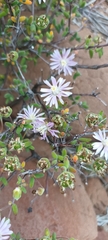 Drosanthemum karrooense