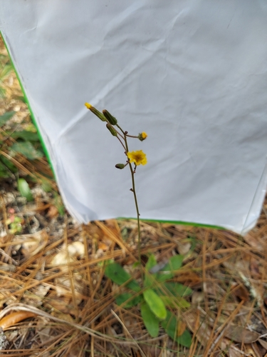 Image of Hieracium megacephalon by (c) Athena Philips, some rights reserved (CC BY)