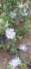 Drosanthemum karrooense
