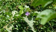 Solanum crinitum