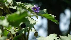 Solanum crinitum