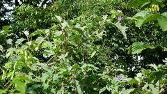 Solanum crinitum
