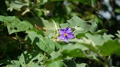 Solanum crinitum