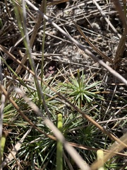Syngonanthus flavidulus