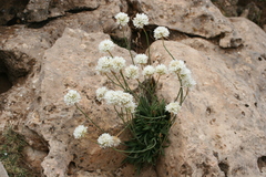 Armeria