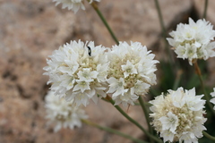 Armeria