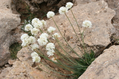 Armeria