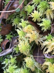 Sphagnum recurvum