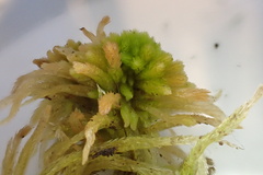 Sphagnum recurvum