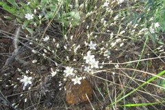 Minuartia setacea