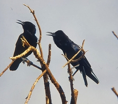 Corvus capensis
